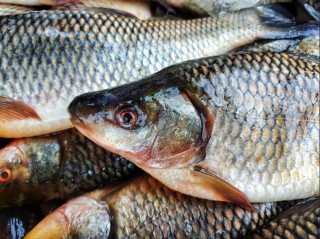 Humánní omráčení - základ poctivého zpracování ryb